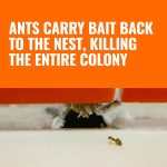 TERRO T300B Ant Killer Bait Stations – Liquid Bait for Indoor Ant Control (12 Count) - Image 3